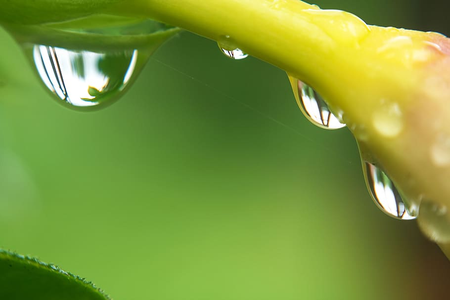 drop, leaf, nature, rain, dew, water, green color, close-up HD wallpaper