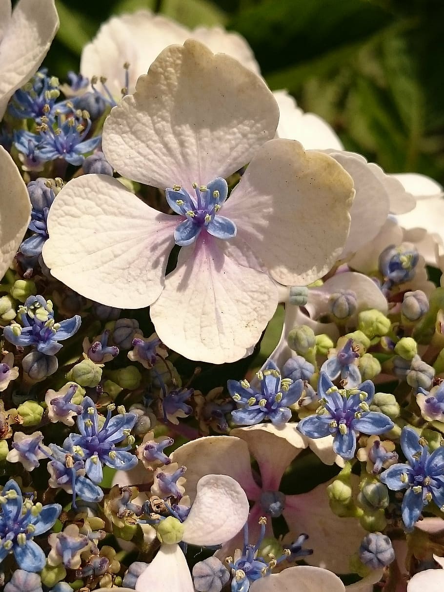 hydrangea, garden, summer, nature, flower, blossom, flora, bloom HD wallpaper