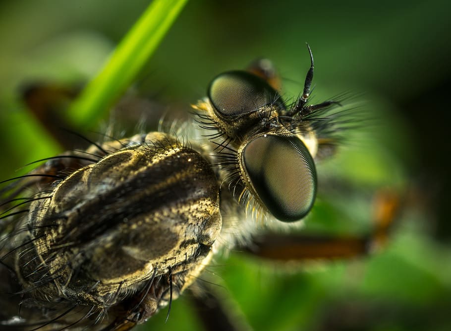 close-up photography of black insect on green leaf plant, animals HD wallpaper