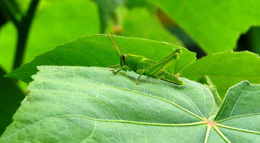 leaf, plant, nature, approach, cricket, armenia, green color HD wallpaper