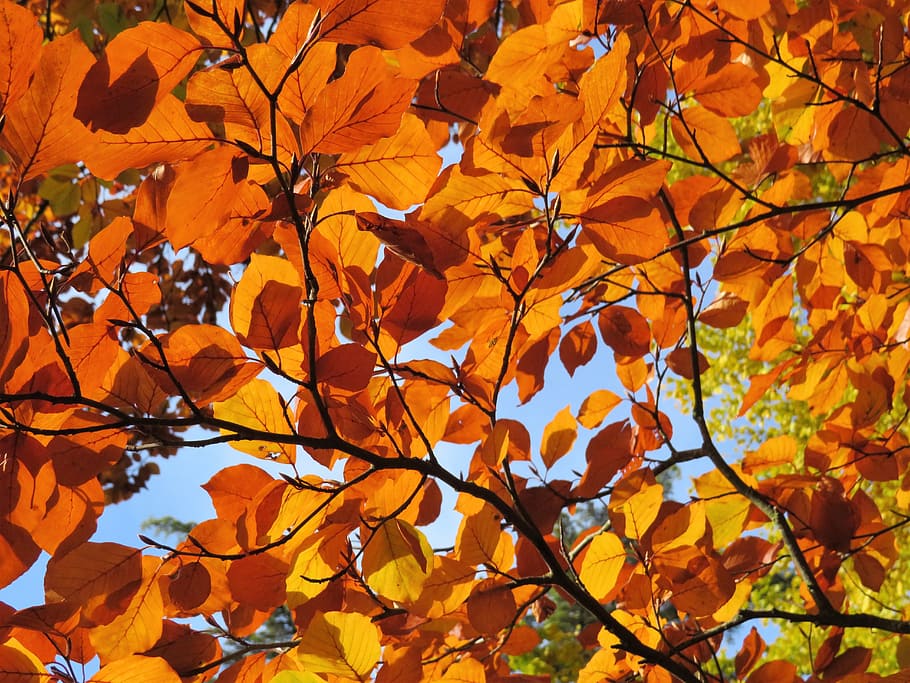 autumn, leaves, tree, fall, yellow, orange, foliage, change HD wallpaper