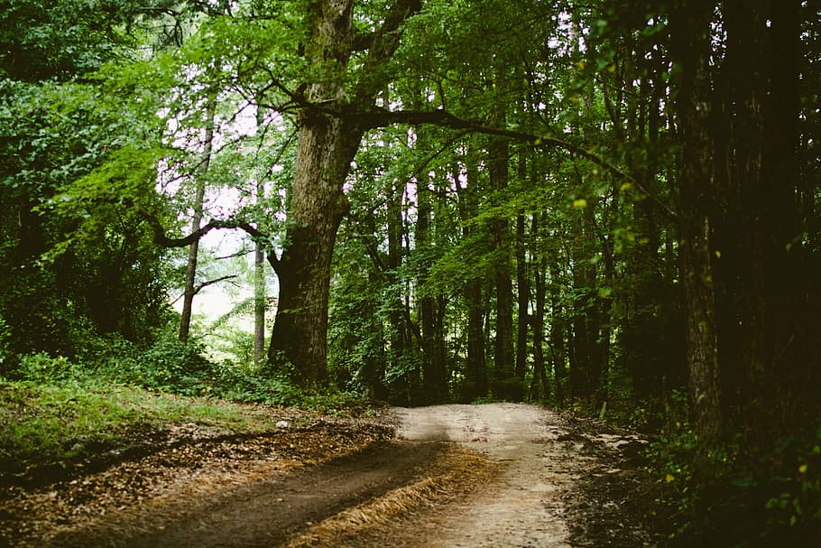 green tree plant, trees, forest, road, nature, woodland, outdoors HD wallpaper