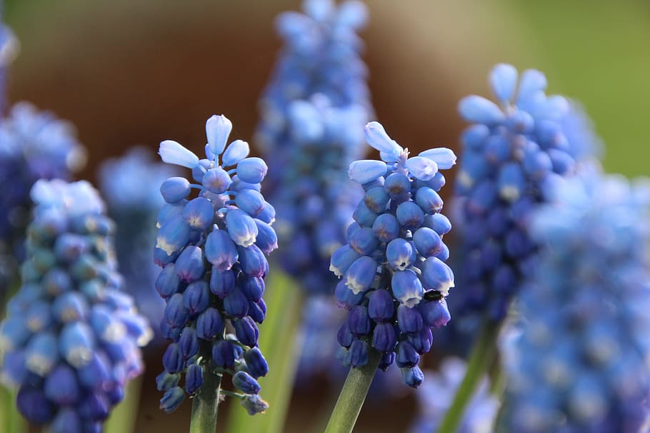 Flower, Garden, Spring, nature, purple, plant, close-up, macro HD wallpaper