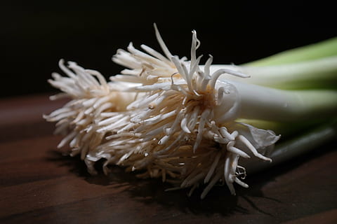winter onion, leek, root, stalk, vegetables, crop, plant, allium fistulosum HD wallpaper