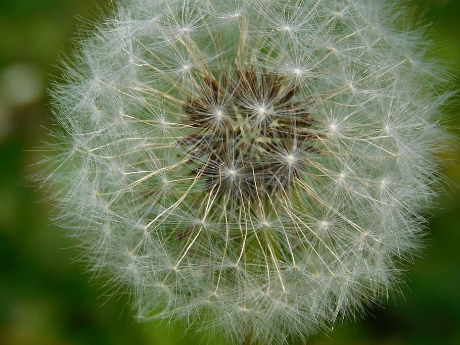 flower, spring, summer, dandelion, green, nature, spring flower HD wallpaper