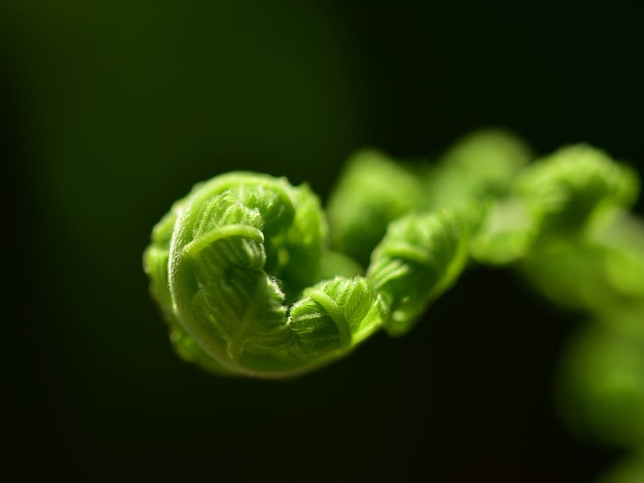 fern, leaf, roll, flora, freshness, desktop, nature, color HD wallpaper