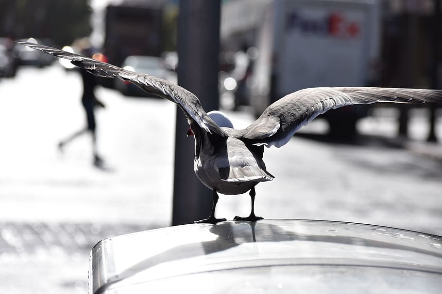 water, bird, seagull, sunlight, focus on foreground, vertebrate HD wallpaper