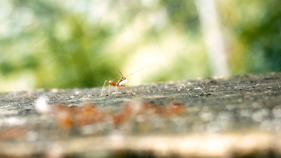 ant, ant egg, single ant, animal themes, invertebrate, insect HD wallpaper