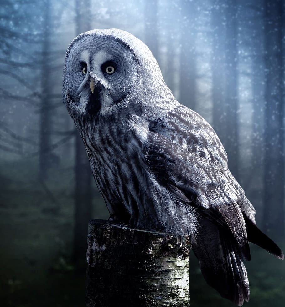 white and grey owl, fantasy, beautiful, wood, forest, tale, fairy