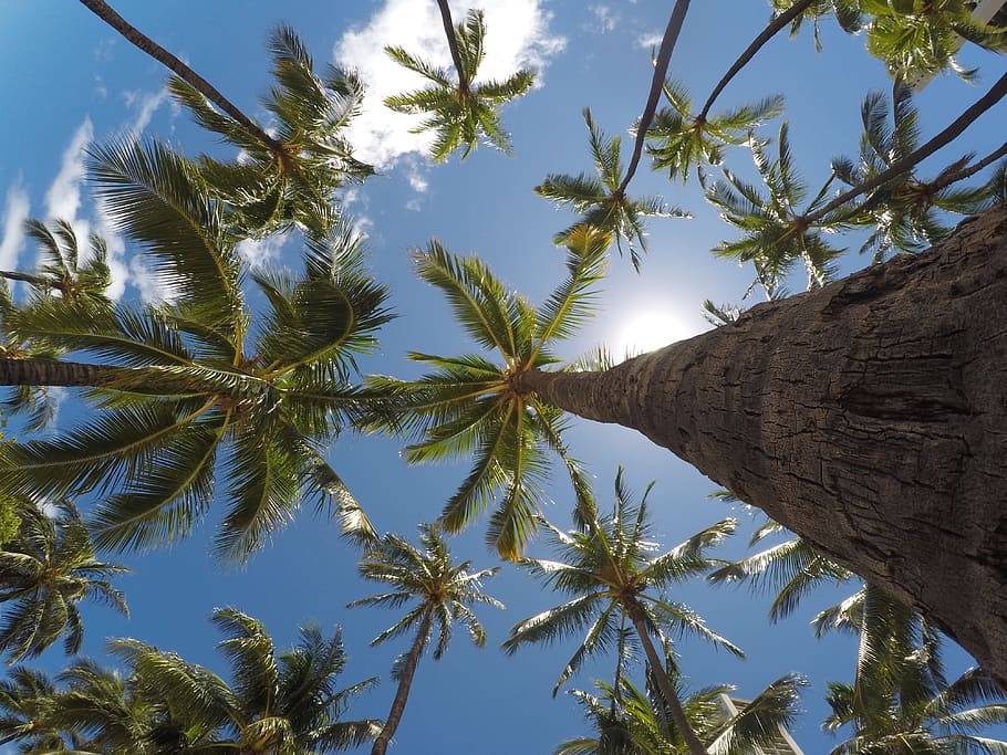 worm's eyeview of palm trees during daytime, daylight, environment HD wallpaper