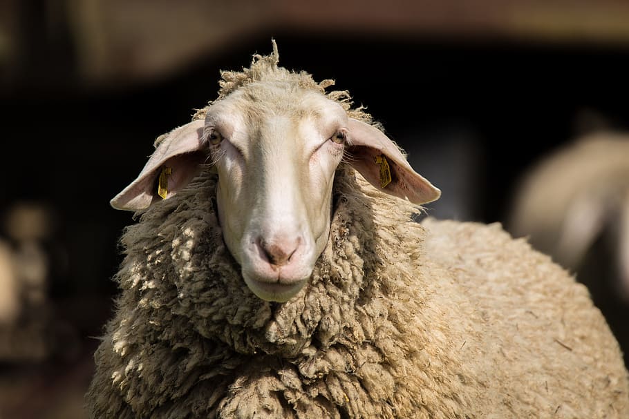 brown sheep, Sheep, Wool, Animal, Animals, agriculture, sheepskin