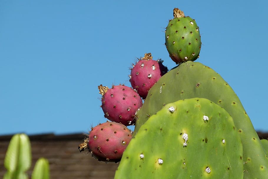 Cactus, Bloom, Plant, Nature, Floral, thorn, prickly, macro HD wallpaper