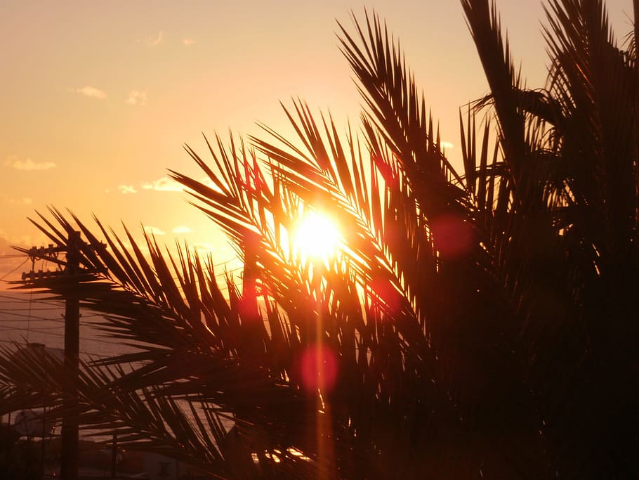 sun, palm, cyprus, setting sun, relax, evening sky, sunset HD wallpaper