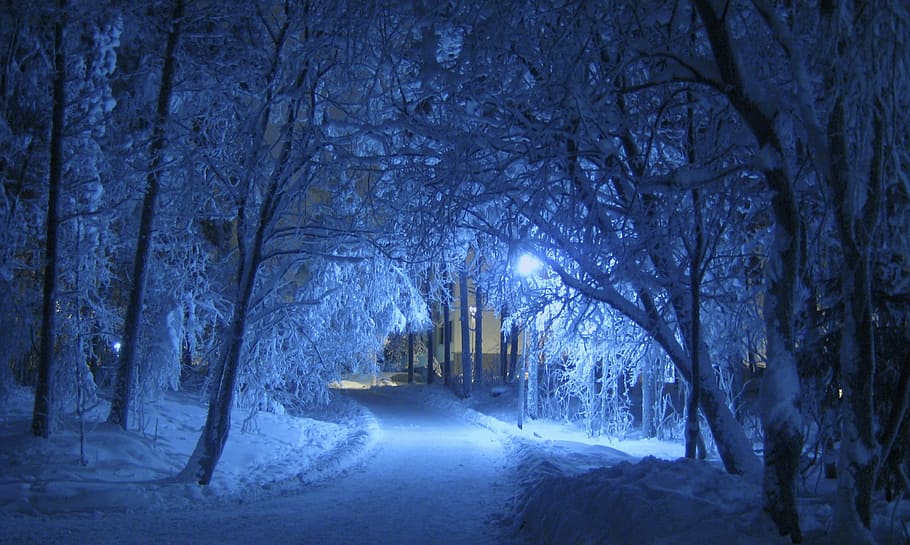 snow covered pathway between trees during nighttime, winter, blue, HD wallpaper