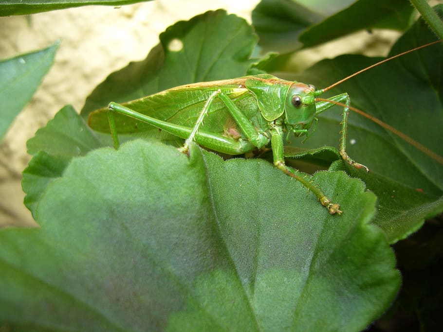 grasshopper, nature, caelifera, probe, green color, plant part HD wallpaper