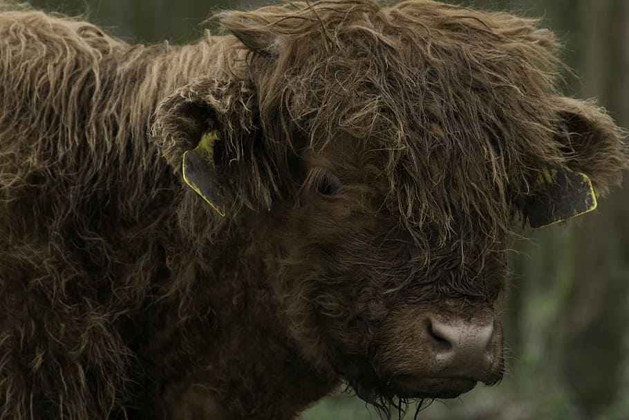 brown, scottish, highlander, cow, cattle, forest, scottish highlanders HD wallpaper