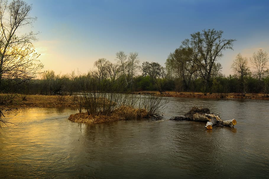 photography of trees near body of water, spring, nature, river HD wallpaper