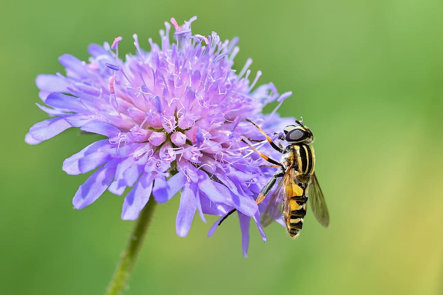 hoverfly, insect, flower, purple, forage, diptera, syrphide HD wallpaper