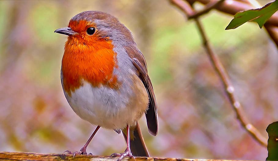 orange and white bird on tree branch, redbreast, common, nature HD wallpaper