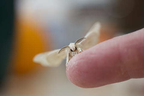 silk moth, insect, silkworm, delicate, macro, white, soft, close-up HD wallpaper