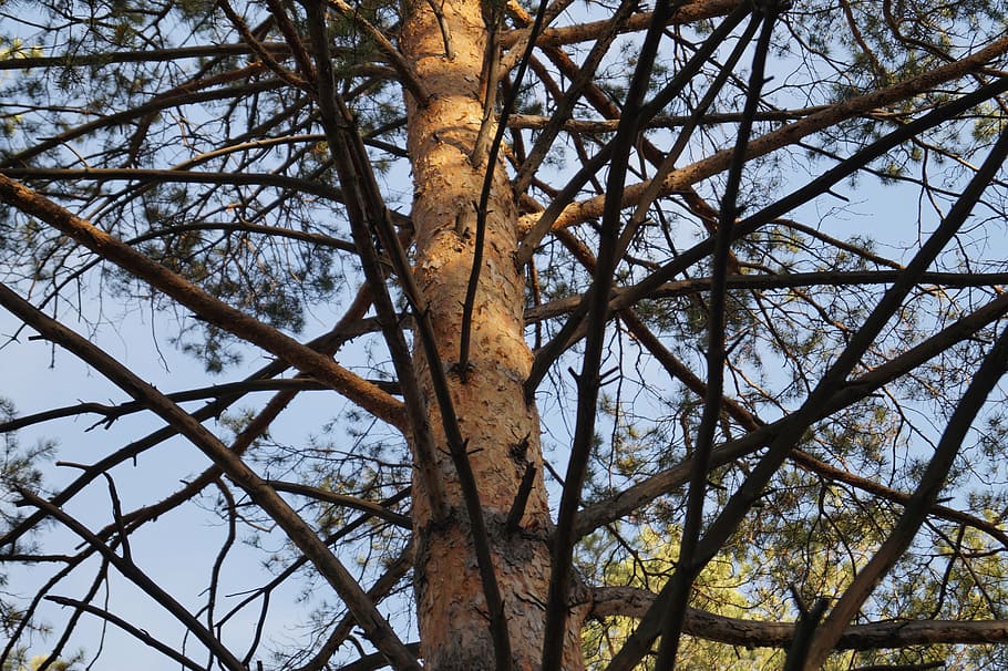tree, branch, pine, handsomely, plant, low angle view, no people HD wallpaper