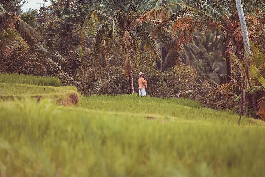 man wearing brown straw hat standing on hillside beside coconut tree selective focus photo, man carrying child at the field near trees during day HD wallpaper