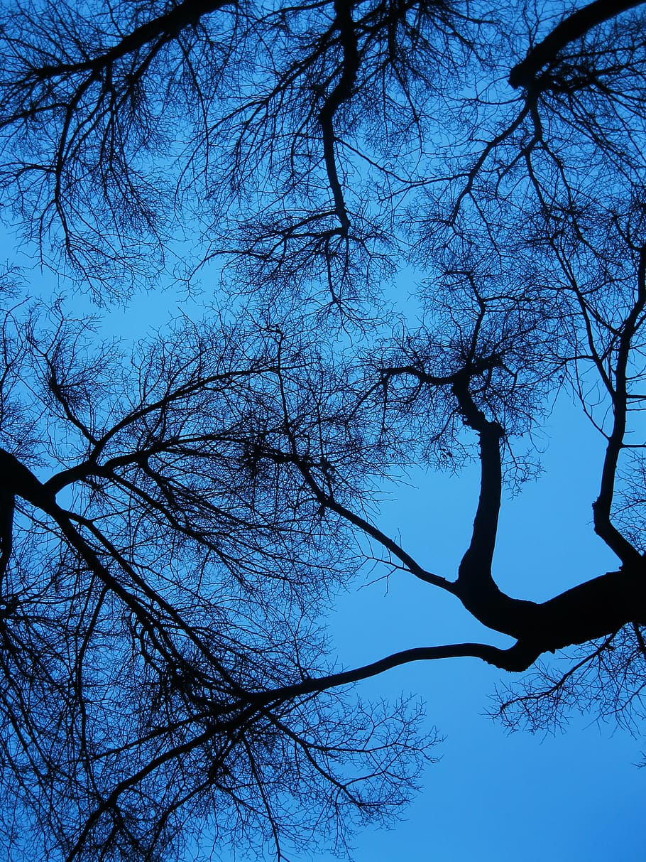 wood, dawn, landscape, nature, bark, blue, branch, dark, fall