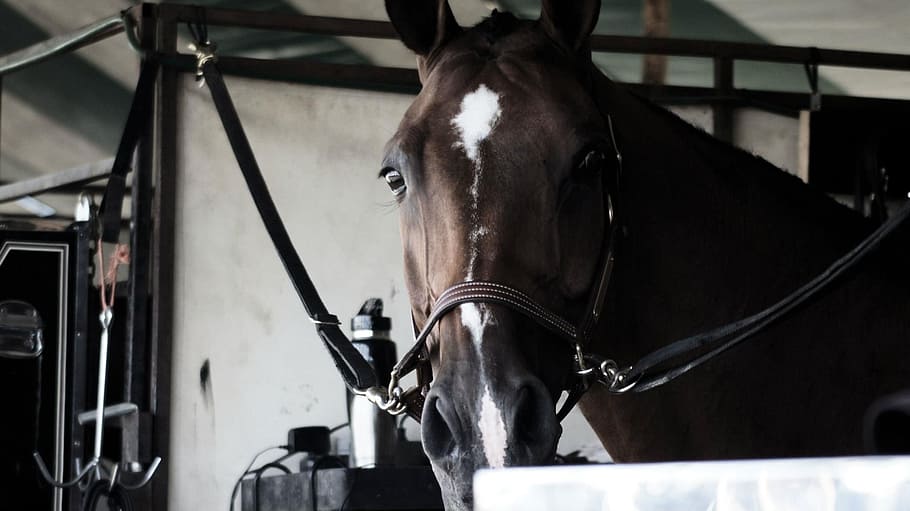 equestrian, horseback, equine, competition, livestock, animal themes HD wallpaper