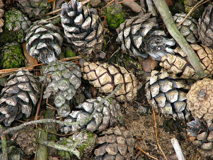 pine, pine cones, tree, wood, structure, ground, grain, brown HD wallpaper