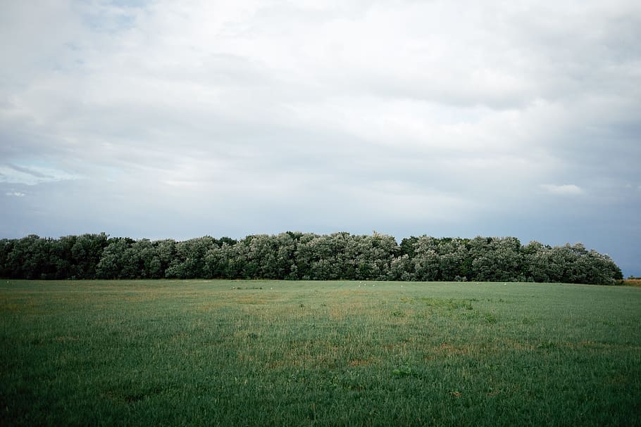 Field and forest on a rainy day, landscape, nature, grass, sky HD wallpaper