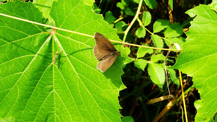 Butterfly, Brown, Insect, leaf, green color, nature, one animal HD wallpaper