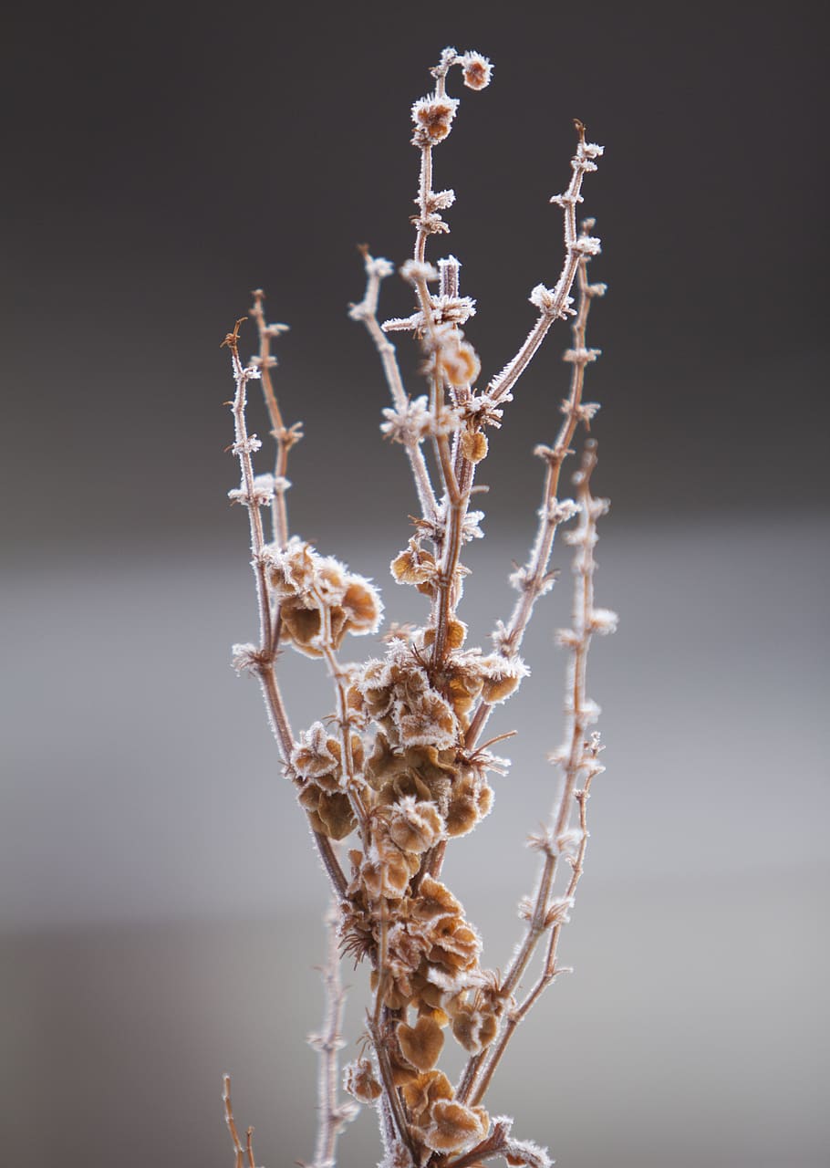 snow, flower, nature, close-up, studio shot, plant, no people HD wallpaper