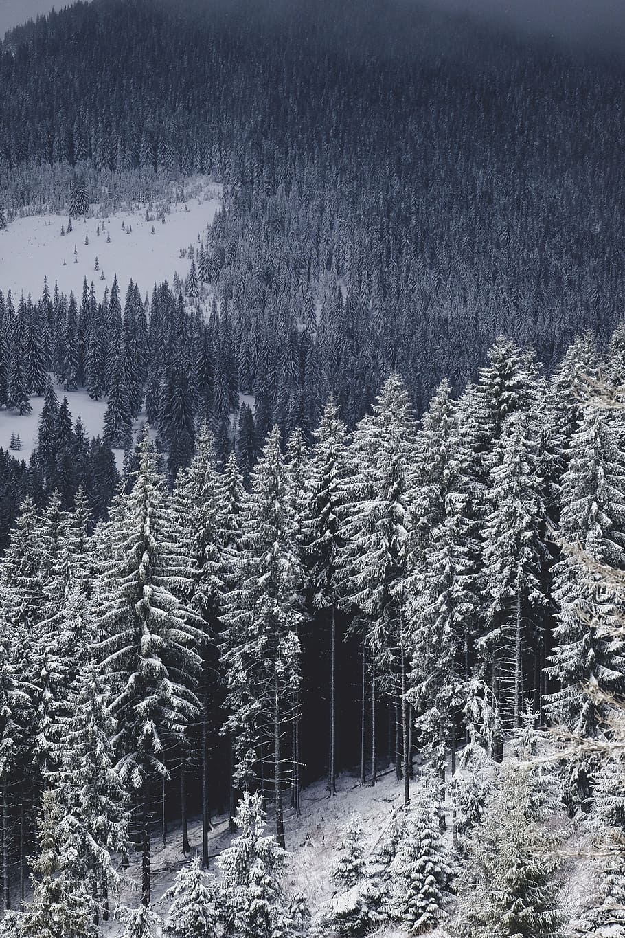 snow, winter, white, cold, weather, ice, trees, plants, nature HD wallpaper