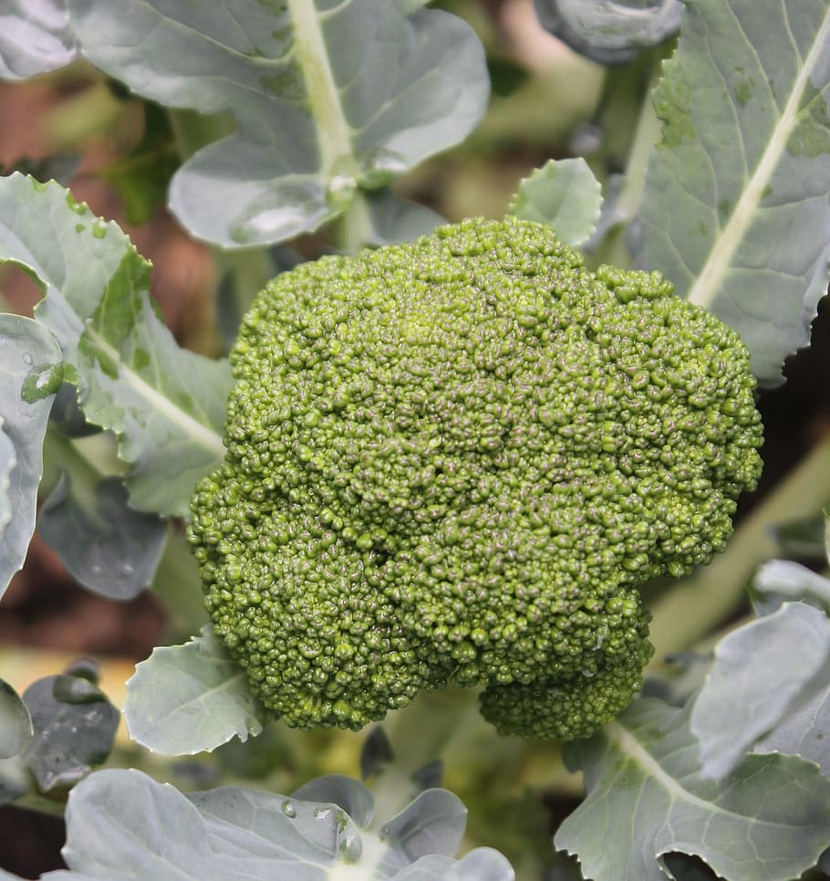 broccoli, vegetable, raw, food, freshness, organic, agriculture HD wallpaper