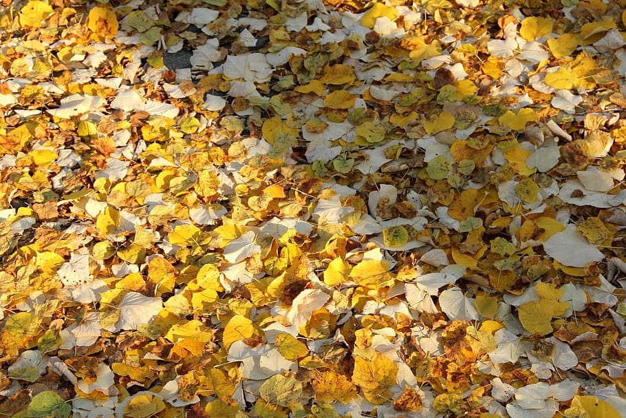 autumn, leaves, ground, change, plant part, leaf, yellow, full frame HD wallpaper