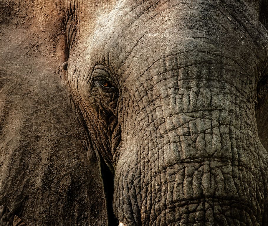 gray elephant, close, trunk, wrinkles, eye, animal, tusk, one animal HD wallpaper