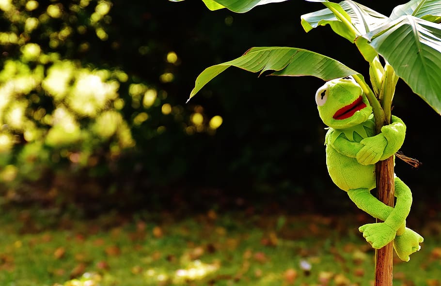 exasperate, kermit, frog, kermit frog, green, toys, soft toy HD wallpaper