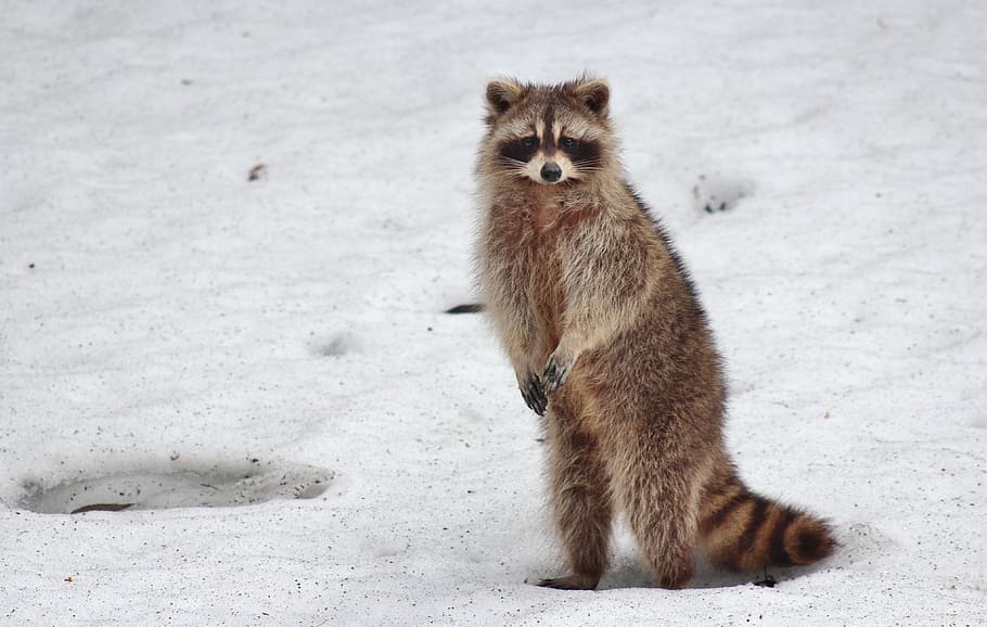brown raccoons standing on snow, racoon, animal, mammal, wild