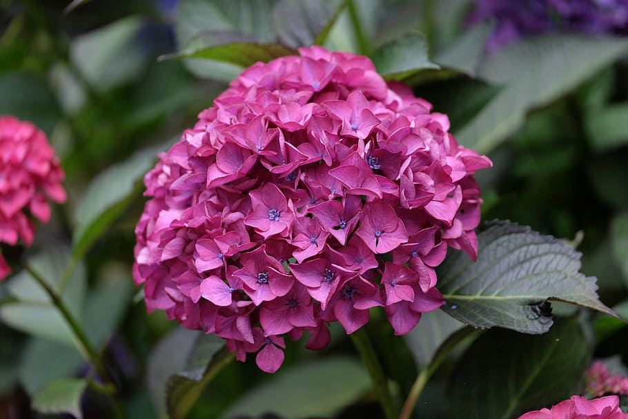 Hydrangea, Flower, Blossom, Bloom, garden, hydrangea flower HD wallpaper