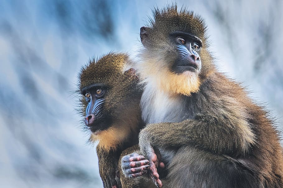 Closeup shot of Mandrill Monkeys, nature, animal, animals, natural