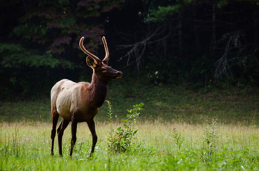 brown deer on green grass lawn during daytime, wildlife, animal HD wallpaper