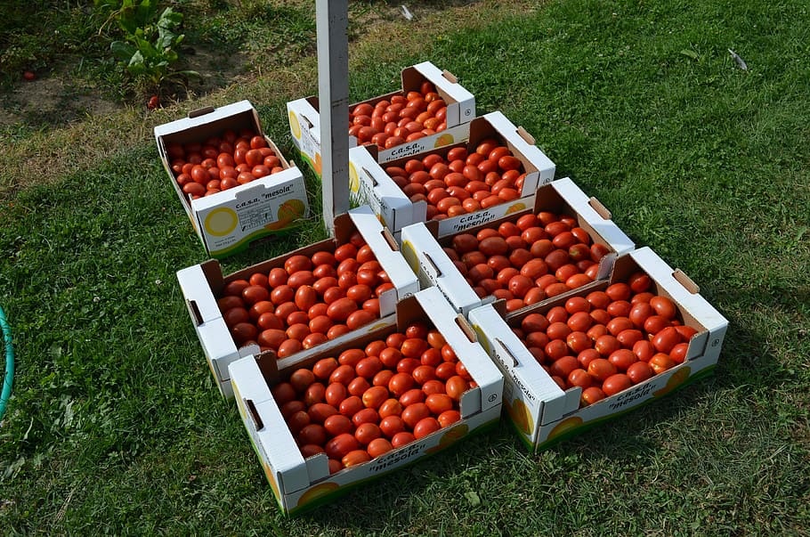 tomatoes, vegetables, boxes, food, healthy eating, food and drink HD wallpaper