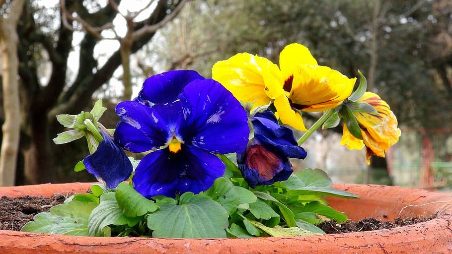 flowers, garden, spring, nature, blue, yellow, flowering plant HD wallpaper