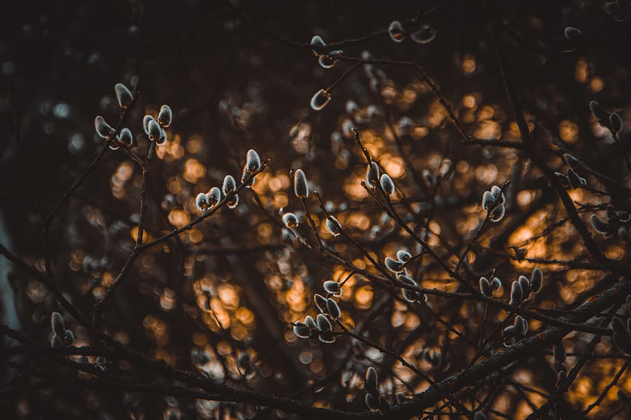 Shallow Focus Photography of Gray Plants, blur, branches, close-up HD wallpaper