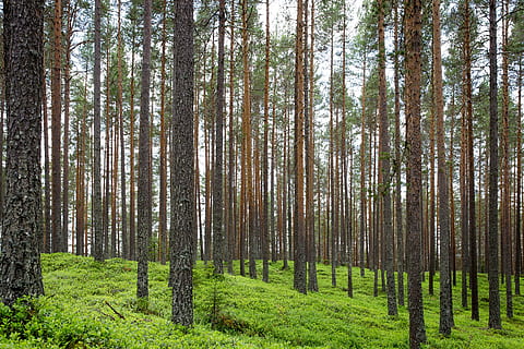 pine forest near grass, trunks, vertical, straight, trees, wood HD wallpaper