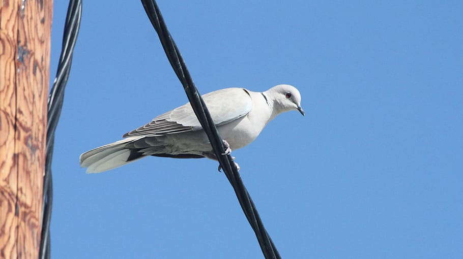 pigeon, white, wire, sky, animal themes, bird, vertebrate, animal wildlife HD wallpaper