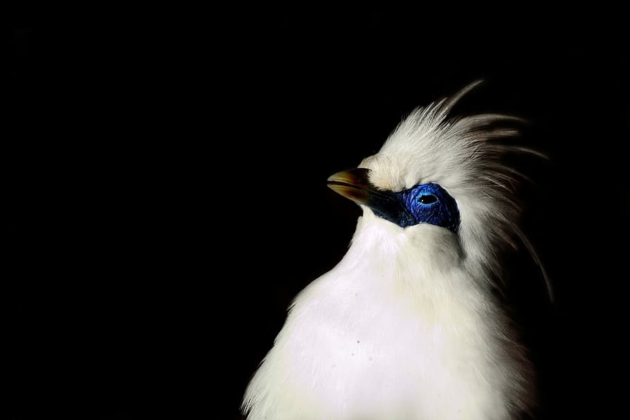 macro shot of white bird, close-up photography of bali myna bird HD wallpaper