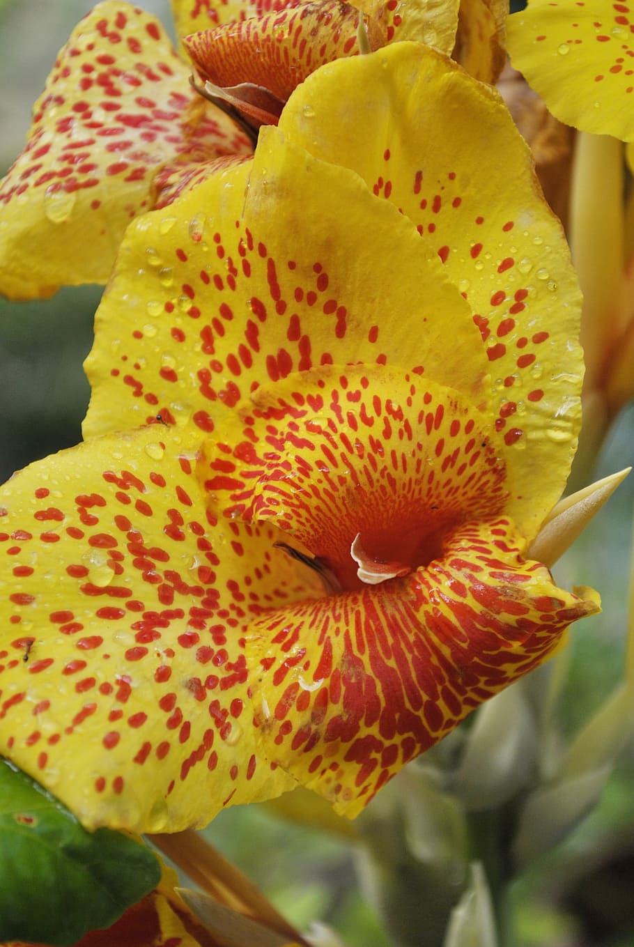 platanillo, flower, yellow, close-up, inflorescence, flowering plant HD wallpaper