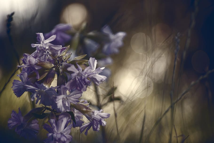 flowers, macro, rose, grass, garden, colors, blue, wild flowers HD wallpaper
