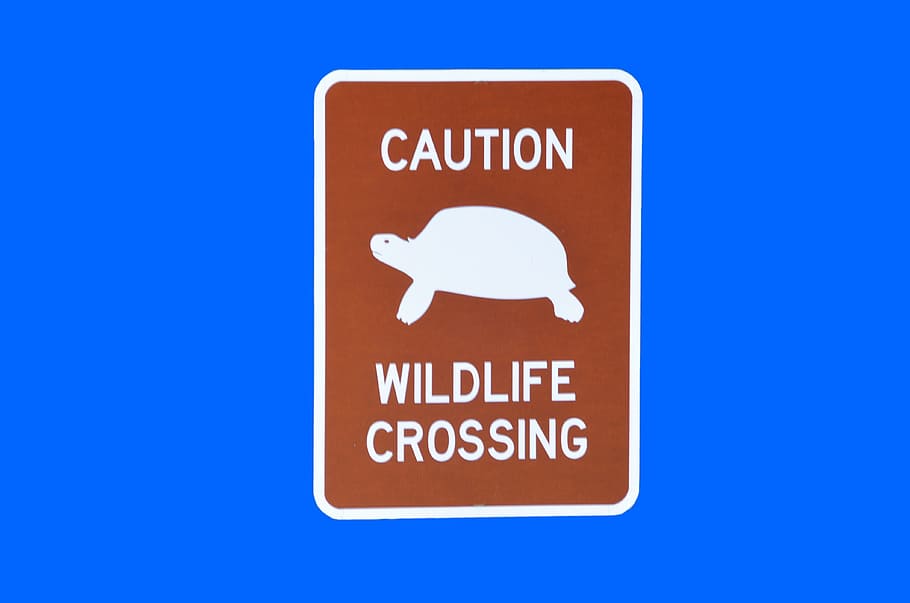 Wildlife Crossing, Sign, Symbol, isolated, background, warning